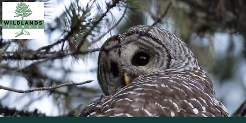 Owl Prowl @ Willow Brook Farm