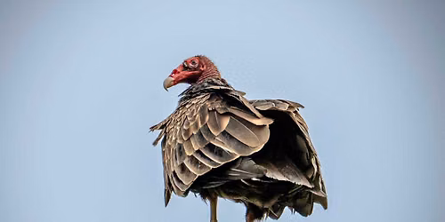 Little Explorers: Vultures