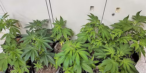 \u628a\u5927\u8449\u5927\u5b78\u9084\u7d66\u5927\u9ebb