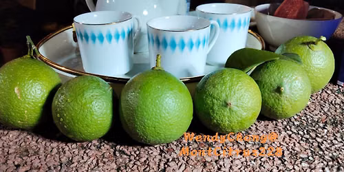 Introducing citrus planting in the garden or patio