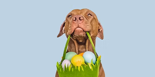 March\u00e9 de P\u00e2ques du doogo \ud83d\udc23 