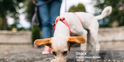 Intro to Happy Ratters