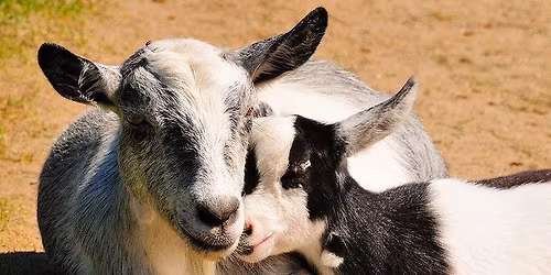 Mother's Day at the Washington Park Zoo