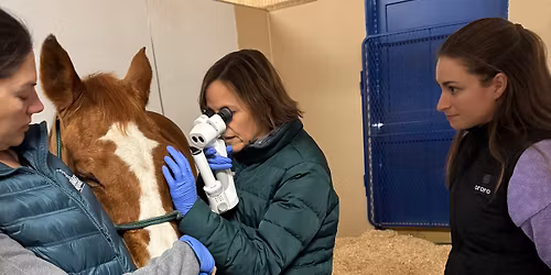 Ophthalmology Appointments with Dr. Alison Clode, Dipl. ACVO