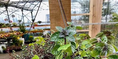 Herb Hanging Basket Workshop