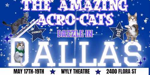 The Amazing Acro-Cats Dazzle in Dallas!