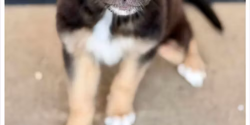 Grande Day with Pawfect 