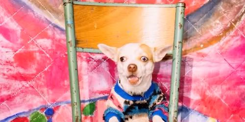 DOGS FORT EVER \u3030 SHOW OFF de Cl\u00e9mentine Balcaen