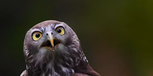 Healesville Sanctuary Wildlife Photography Course-Wildlife Photo Course