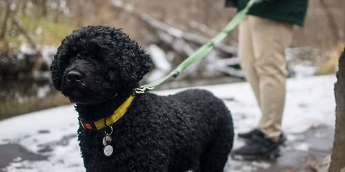 Intermediate Family Dog