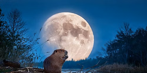 Beaver Full Moon