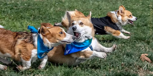 North Natomas Regional Dog Park - Big Meet