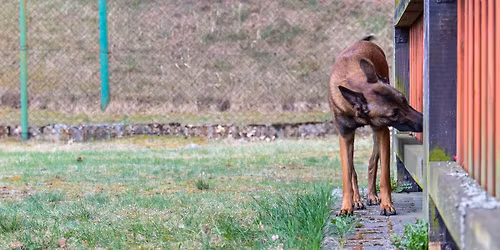 Seminarium instruktorskie Nose Work z Erkku Jussinheimo (Finlandia)