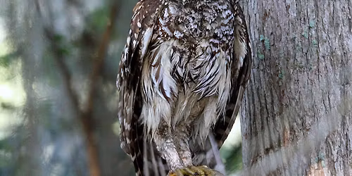 Fostering Forest Bird Habitat and Ecosystem Resilience through Management 