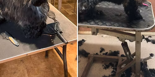 KLIPPEKURS FOR FAMILIEHUNDEN - KURSET ER FULLT!