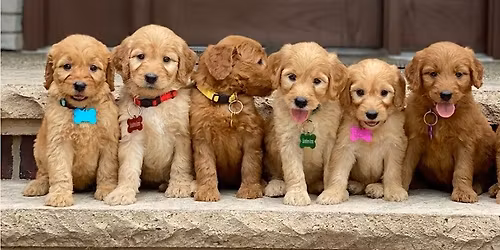 Puppy Yoga by Yoga Kawa Toronto Goldendoodles