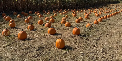 Pumpkin Festival