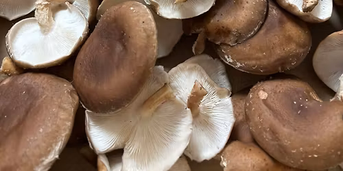 Christmas Open House