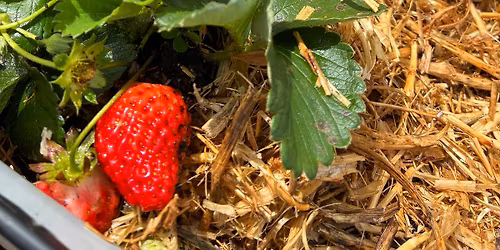 Sunday Busy Bee @ the Garden