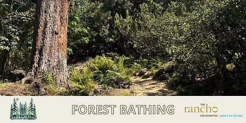 July Forest Bathing - Sunset Session