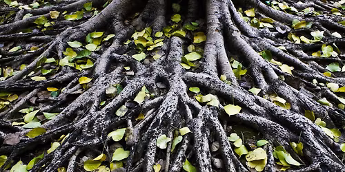 Yoga for Nervous System Regulation (4-Week Series)