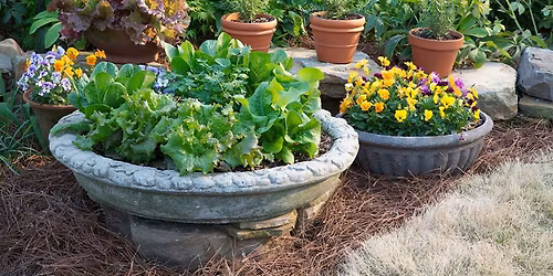 Container Gardening - April 13