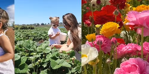 Oceanside's Berries & Blooms Mother's Day Festival @ Mellano Farm Stand 