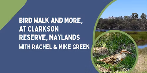 Bird walk and more, at Clarkson Reserve, Maylands with Rachel and Mike Green