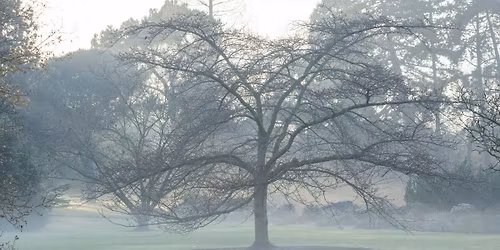 Winter tree identification