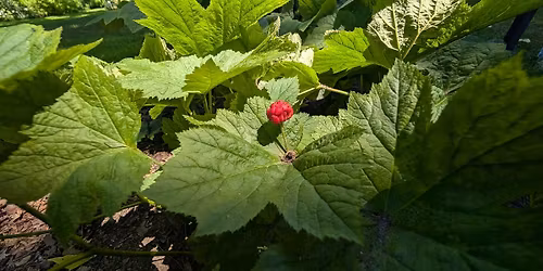 Beal Botanical Garden Tour: Rewilding Beal