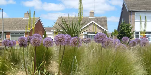 Roots, Recipes, and Remedies