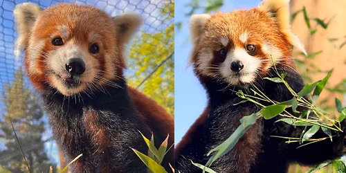 International Red Panda Day
