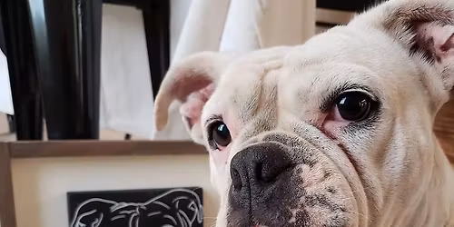 Paint your pet workshop