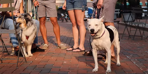 Pup Street \ud83d\udc3e Spring Fling