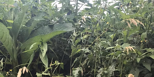 Foraging Trentham Memorial park