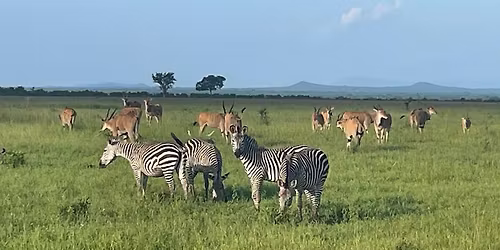 Vil\u00e1gj\u00e1r\u00f3 - Tanz\u00e1nia