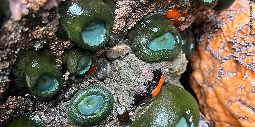 Tidepool Discovery Days (June 18)*