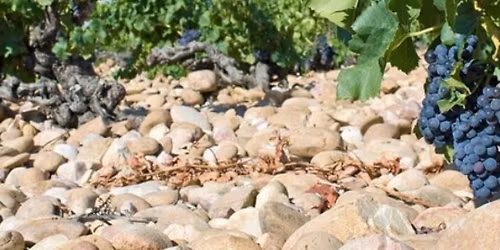 Legends of the Rh\u00f4ne: Ch\u00e2teauneuf-du-Pape