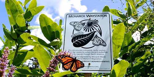 Creating a Monarch Waystation