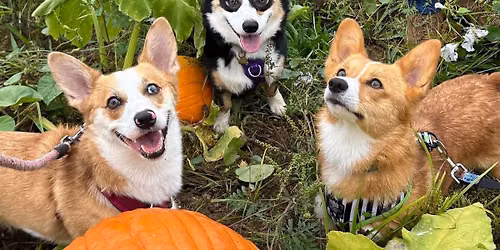 2026 Pumpkin Patch Meet