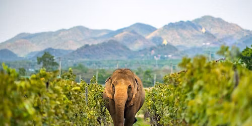 Thai Wine Dinner  