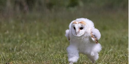 Owl Prowl with The Allegheny Front