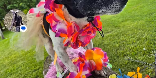 Aloha Derby