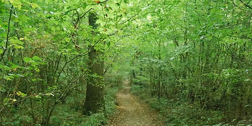 Guided Walk around Larkey Valley Wood, Chartham