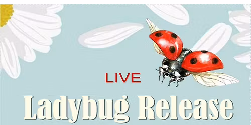 Live Ladybug Release