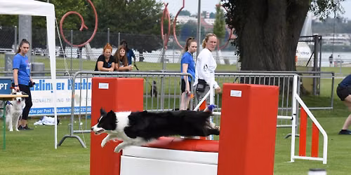 AKC Agility Trial by WWDTC