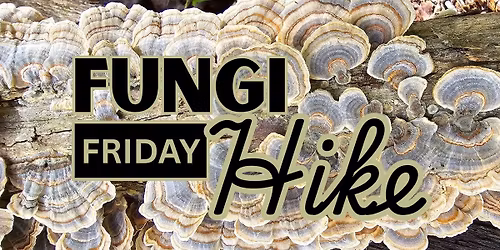Fungi Friday Hike