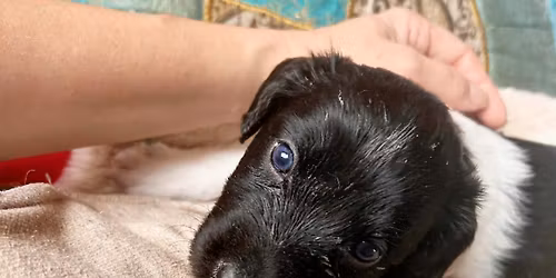 Puppy Yoga - Blackbush