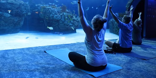Restorative Yoga at Mote Science Education Aquarium