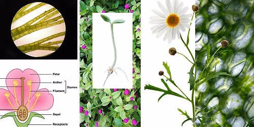 Plant Science Basics Series: Part 1 - Plant Life Cycles